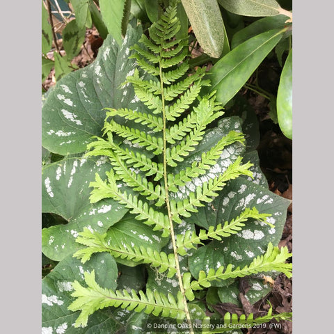Ferns ~ Dryopteris affinis 'Polydactyla Dadds', Dadds Crested Male Fern ~ Dancing Oaks Nursery and Gardens ~ Retail Nursery ~ Mail Order Nursery