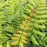 Ferns ~ Dryopteris wallichiana 'Jurassic Gold' (syn. ‘Hollasic’) PP32,735, Wood Fern ~ Dancing Oaks Nursery and Gardens ~ Retail Nursery ~ Mail Order Nursery