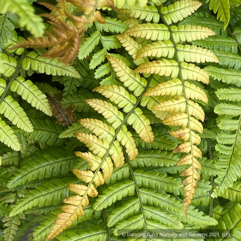 Ferns ~ Dryopteris wallichiana 'Jurassic Gold' (syn. ‘Hollasic’) PP32,735, Wood Fern ~ Dancing Oaks Nursery and Gardens ~ Retail Nursery ~ Mail Order Nursery