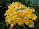 Shrubs ~ Edgeworthia chrysantha 'Gold Rush', Paperbush ~ Dancing Oaks Nursery and Gardens ~ Retail Nursery ~ Mail Order Nursery