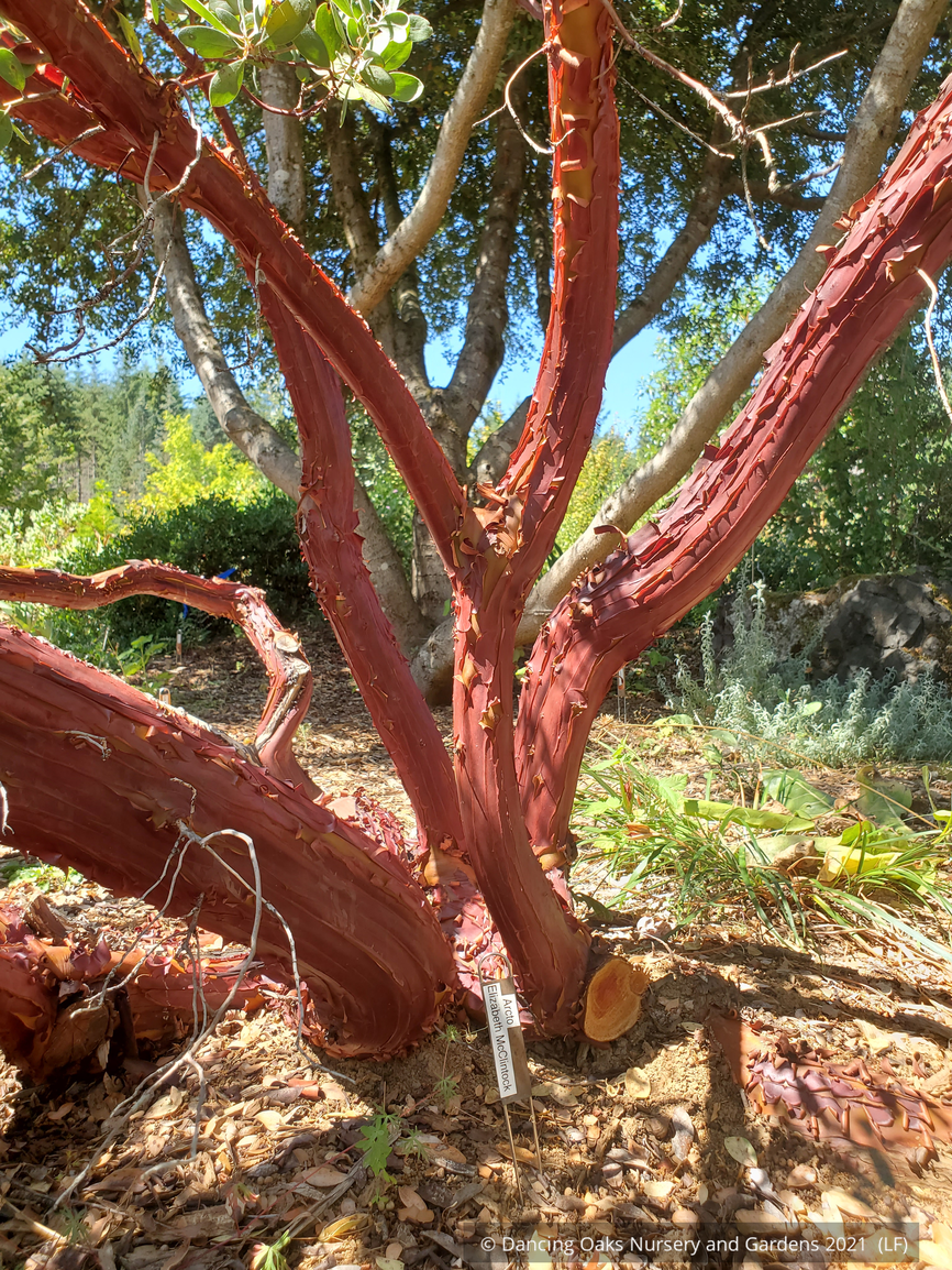 Shrubs ~ Arctostaphylos manzanita 'Elizabeth McClintock', Whiteleaf Manzanita ~ Dancing Oaks Nursery and Gardens ~ Retail Nursery ~ Mail Order Nursery