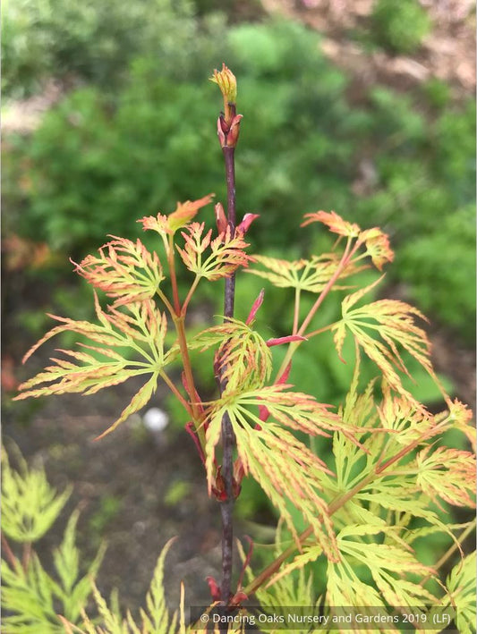 Trees ~ Acer palmatum 'Emerald Lace', Japanese Maple ~ Dancing Oaks Nursery and Gardens ~ Retail Nursery ~ Mail Order Nursery