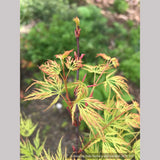 Trees ~ Acer palmatum 'Emerald Lace', Japanese Maple ~ Dancing Oaks Nursery and Gardens ~ Retail Nursery ~ Mail Order Nursery
