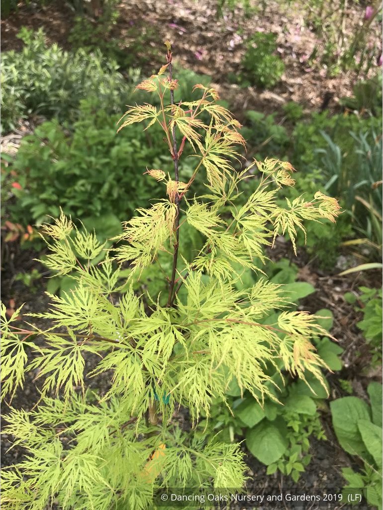 Trees ~ Acer palmatum 'Emerald Lace', Japanese Maple ~ Dancing Oaks Nursery and Gardens ~ Retail Nursery ~ Mail Order Nursery