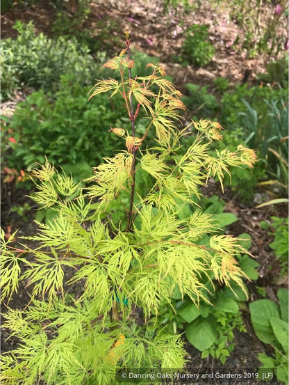 Trees ~ Acer palmatum 'Emerald Lace', Japanese Maple ~ Dancing Oaks Nursery and Gardens ~ Retail Nursery ~ Mail Order Nursery