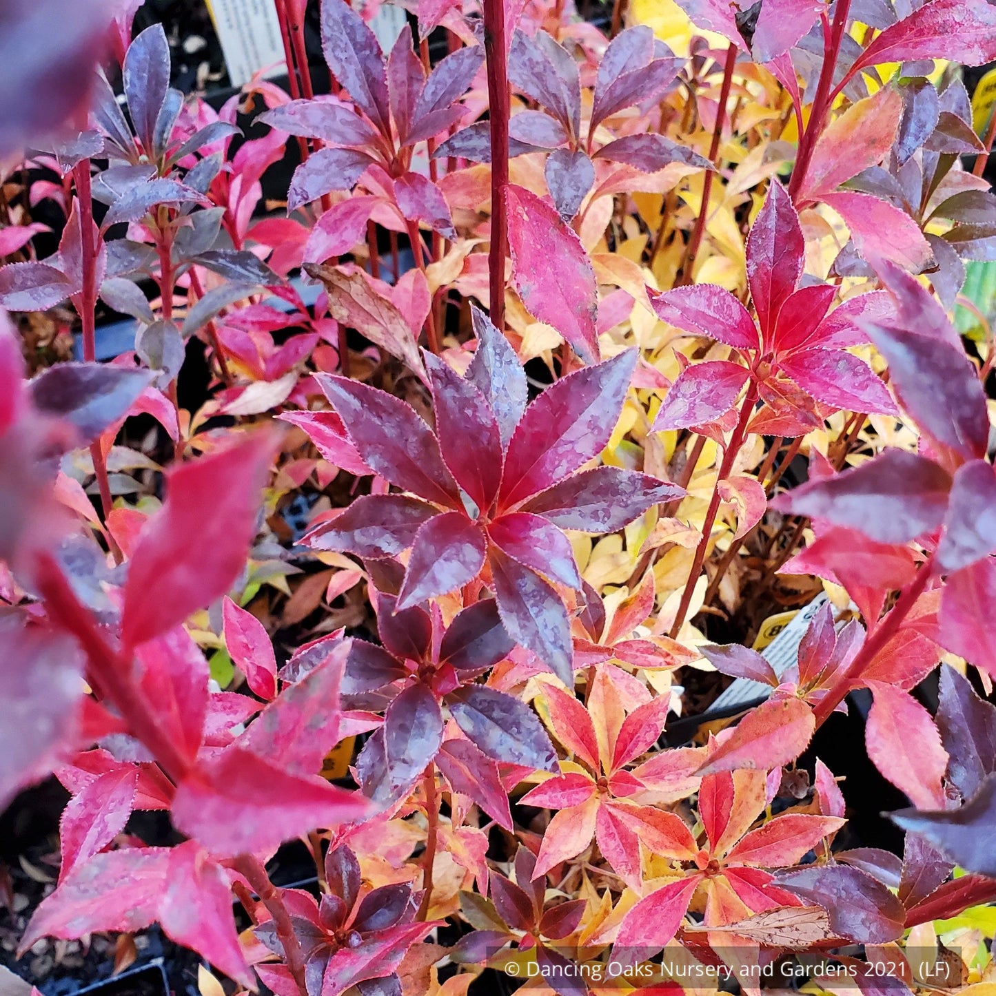 Shrubs ~ Enkianthus campanulatus 'Showy Lantern', Redvein Enkianthus ~ Dancing Oaks Nursery and Gardens ~ Retail Nursery ~ Mail Order Nursery