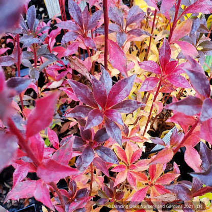 Shrubs ~ Enkianthus campanulatus 'Showy Lantern', Redvein Enkianthus ~ Dancing Oaks Nursery and Gardens ~ Retail Nursery ~ Mail Order Nursery