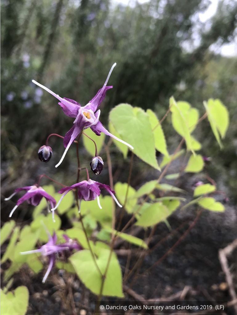 Perennials ~ Epimedium grandiflorum 'Dark Side', Barrenwort ~ Dancing Oaks Nursery and Gardens ~ Retail Nursery ~ Mail Order Nursery