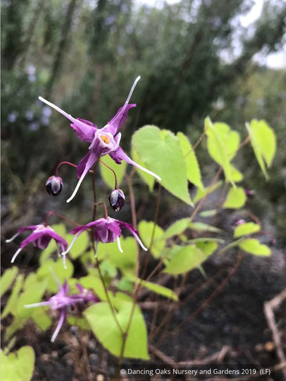 Perennials ~ Epimedium grandiflorum 'Dark Side', Barrenwort ~ Dancing Oaks Nursery and Gardens ~ Retail Nursery ~ Mail Order Nursery