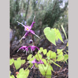 Perennials ~ Epimedium grandiflorum 'Dark Side', Barrenwort ~ Dancing Oaks Nursery and Gardens ~ Retail Nursery ~ Mail Order Nursery