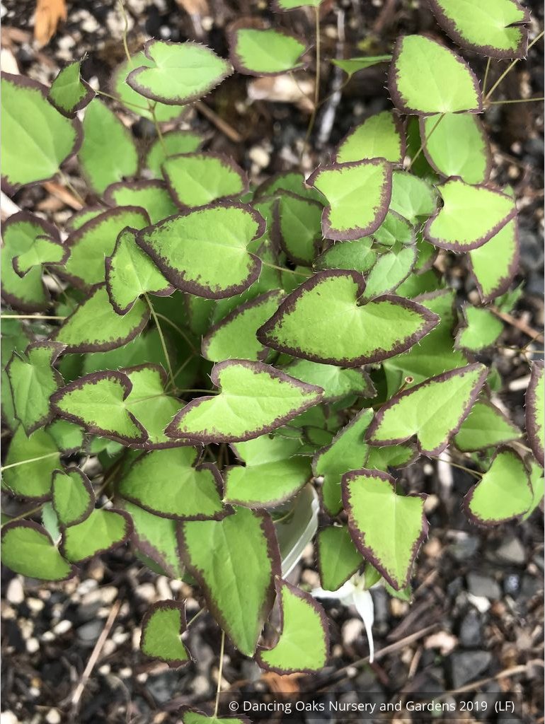 Perennials ~ Epimedium grandiflorum v. higoense 'Bandit', Barrenwort ~ Dancing Oaks Nursery and Gardens ~ Retail Nursery ~ Mail Order Nursery