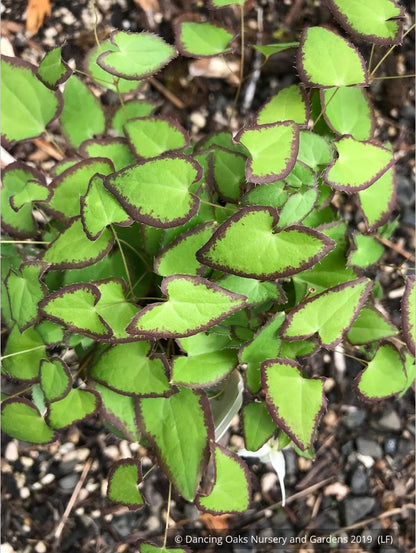 Perennials ~ Epimedium grandiflorum v. higoense 'Bandit', Barrenwort ~ Dancing Oaks Nursery and Gardens ~ Retail Nursery ~ Mail Order Nursery