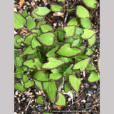 Perennials ~ Epimedium grandiflorum v. higoense 'Bandit', Barrenwort ~ Dancing Oaks Nursery and Gardens ~ Retail Nursery ~ Mail Order Nursery