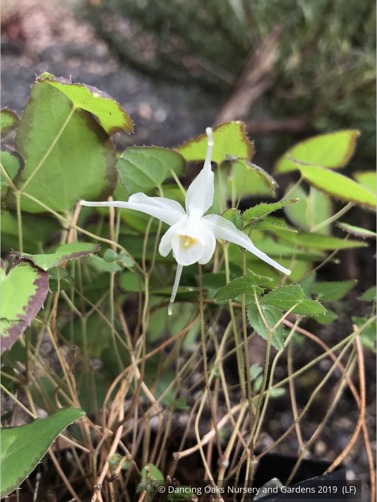 Perennials ~ Epimedium grandiflorum v. higoense 'Bandit', Barrenwort ~ Dancing Oaks Nursery and Gardens ~ Retail Nursery ~ Mail Order Nursery