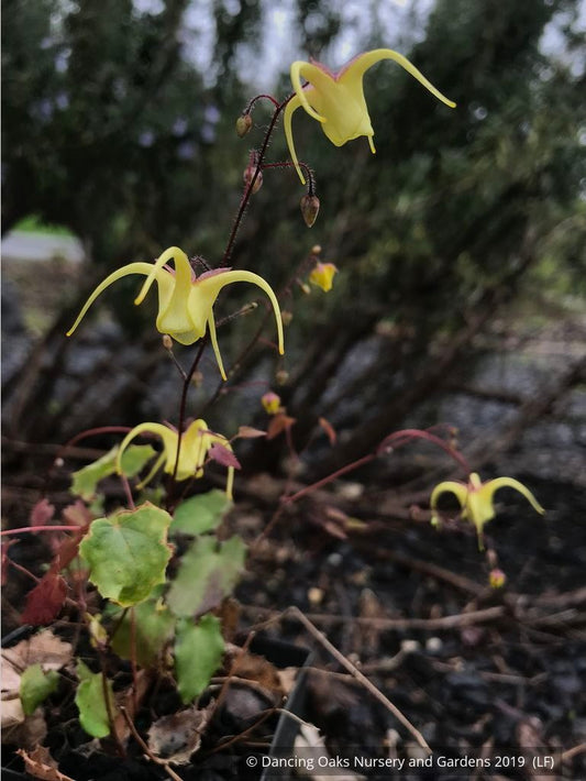 Perennials ~ Epimedium davidii - Robust Form, Barrenwort ~ Dancing Oaks Nursery and Gardens ~ Retail Nursery ~ Mail Order Nursery