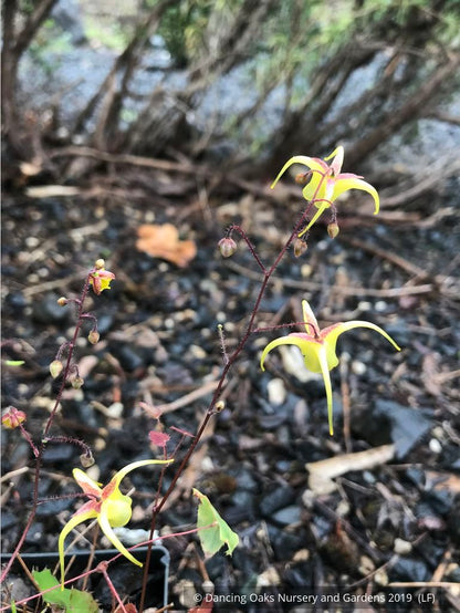 Perennials ~ Epimedium davidii - Robust Form, Barrenwort ~ Dancing Oaks Nursery and Gardens ~ Retail Nursery ~ Mail Order Nursery