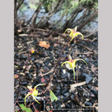 Perennials ~ Epimedium davidii - Robust Form, Barrenwort ~ Dancing Oaks Nursery and Gardens ~ Retail Nursery ~ Mail Order Nursery
