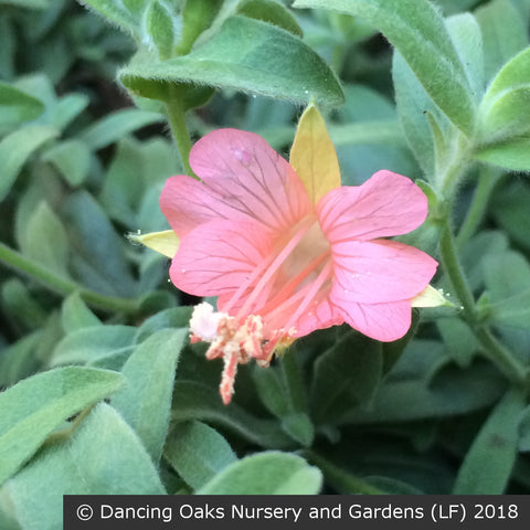Perennials ~ Epilobium (syn Zauschneria) canum 'Marin Pink', Hummingbird Trumpet or California Fuchsia ~ Dancing Oaks Nursery and Gardens ~ Retail Nursery ~ Mail Order Nursery