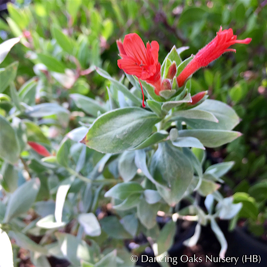 Perennials ~ Epilobium (syn. Zauschneria) septentrionalis 'Select Mattole', Mattole River Fuchsia ~ Dancing Oaks Nursery and Gardens ~ Retail Nursery ~ Mail Order Nursery