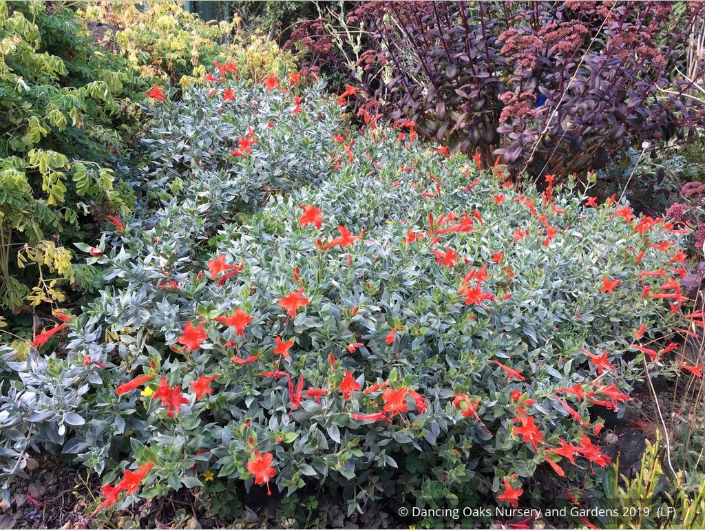 Perennials ~ Epilobium (syn. Zauschneria) septentrionalis 'Select Mattole', Mattole River Fuchsia ~ Dancing Oaks Nursery and Gardens ~ Retail Nursery ~ Mail Order Nursery