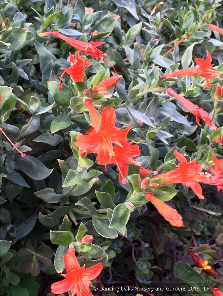 Perennials ~ Epilobium (syn. Zauschneria) septentrionalis 'Select Mattole', Mattole River Fuchsia ~ Dancing Oaks Nursery and Gardens ~ Retail Nursery ~ Mail Order Nursery