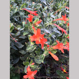 Perennials ~ Epilobium (syn. Zauschneria) septentrionalis 'Select Mattole', Mattole River Fuchsia ~ Dancing Oaks Nursery and Gardens ~ Retail Nursery ~ Mail Order Nursery