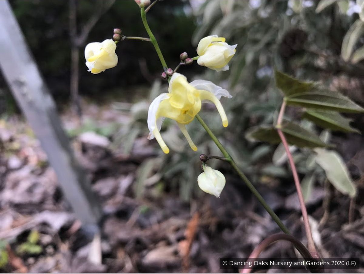 Perennials ~ Epimedium wushanense 'Sandy Claws', Barrenwort, Bishop's Hat ~ Dancing Oaks Nursery and Gardens ~ Retail Nursery ~ Mail Order Nursery