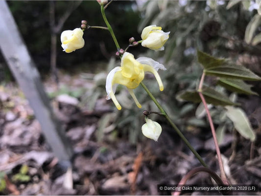 Perennials ~ Epimedium wushanense 'Sandy Claws', Barrenwort, Bishop's Hat ~ Dancing Oaks Nursery and Gardens ~ Retail Nursery ~ Mail Order Nursery