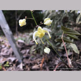 Perennials ~ Epimedium wushanense 'Sandy Claws', Barrenwort, Bishop's Hat ~ Dancing Oaks Nursery and Gardens ~ Retail Nursery ~ Mail Order Nursery
