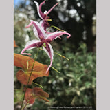 Perennials ~ Epimedium epsteinii, Barrenwort ~ Dancing Oaks Nursery and Gardens ~ Retail Nursery ~ Mail Order Nursery