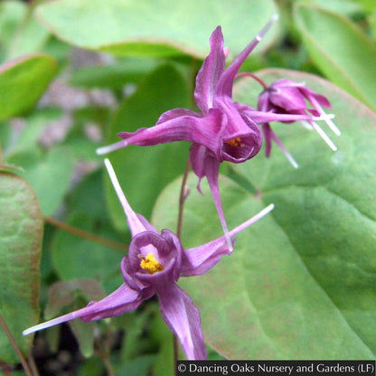 Perennials ~ Epimedium grandiflorum 'Purple Pixie', Barrenwort ~ Dancing Oaks Nursery and Gardens ~ Retail Nursery ~ Mail Order Nursery