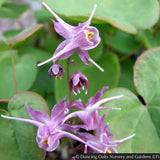Perennials ~ Epimedium grandiflorum 'Purple Pixie', Barrenwort ~ Dancing Oaks Nursery and Gardens ~ Retail Nursery ~ Mail Order Nursery
