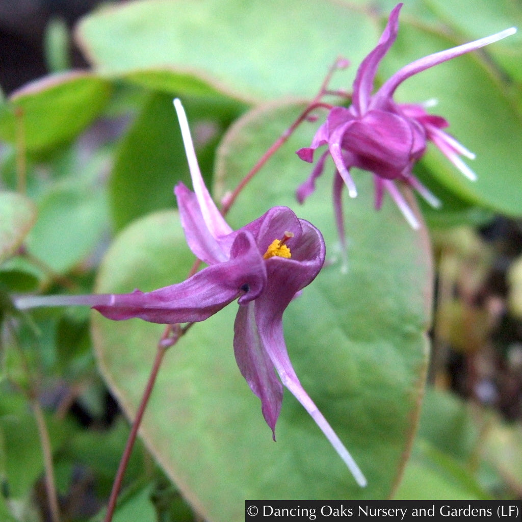 Perennials ~ Epimedium grandiflorum 'Purple Pixie', Barrenwort ~ Dancing Oaks Nursery and Gardens ~ Retail Nursery ~ Mail Order Nursery