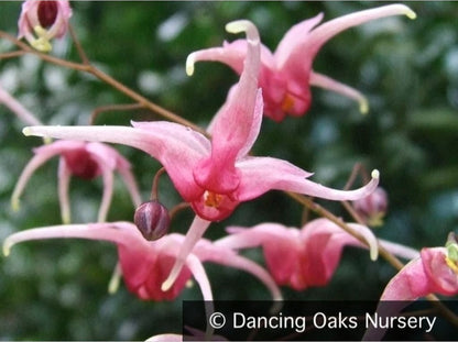 Perennials ~ Epimedium x 'Pink Champagne', Barrenwort ~ Dancing Oaks Nursery and Gardens ~ Retail Nursery ~ Mail Order Nursery