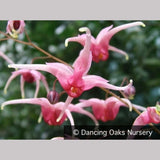 Perennials ~ Epimedium x 'Pink Champagne', Barrenwort ~ Dancing Oaks Nursery and Gardens ~ Retail Nursery ~ Mail Order Nursery