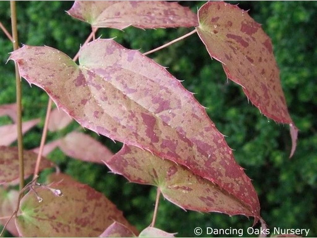 Perennials ~ Epimedium x 'Pink Champagne', Barrenwort ~ Dancing Oaks Nursery and Gardens ~ Retail Nursery ~ Mail Order Nursery