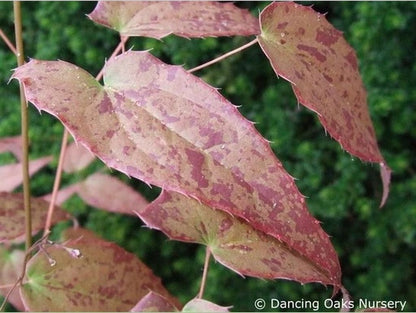 Perennials ~ Epimedium x 'Pink Champagne', Barrenwort ~ Dancing Oaks Nursery and Gardens ~ Retail Nursery ~ Mail Order Nursery
