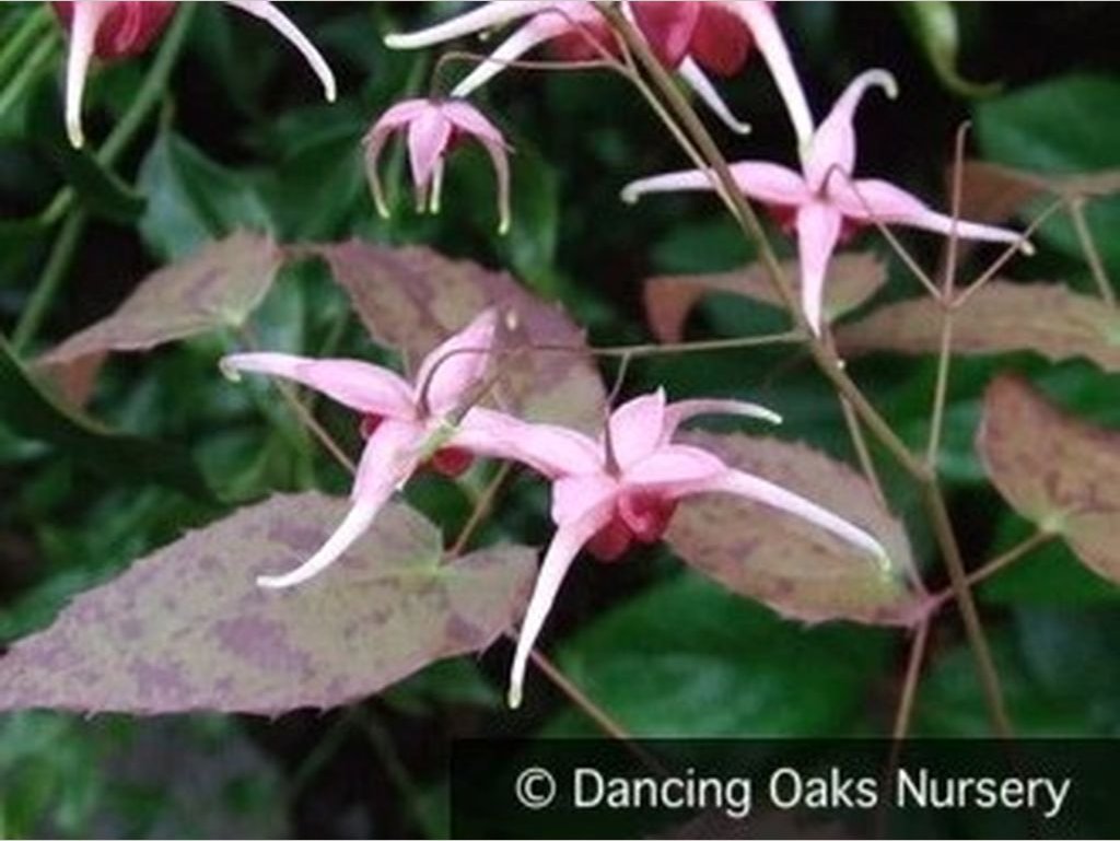 Perennials ~ Epimedium x 'Pink Champagne', Barrenwort ~ Dancing Oaks Nursery and Gardens ~ Retail Nursery ~ Mail Order Nursery