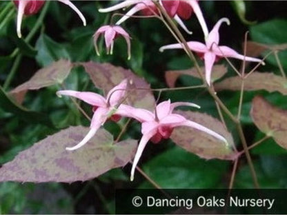 Perennials ~ Epimedium x 'Pink Champagne', Barrenwort ~ Dancing Oaks Nursery and Gardens ~ Retail Nursery ~ Mail Order Nursery