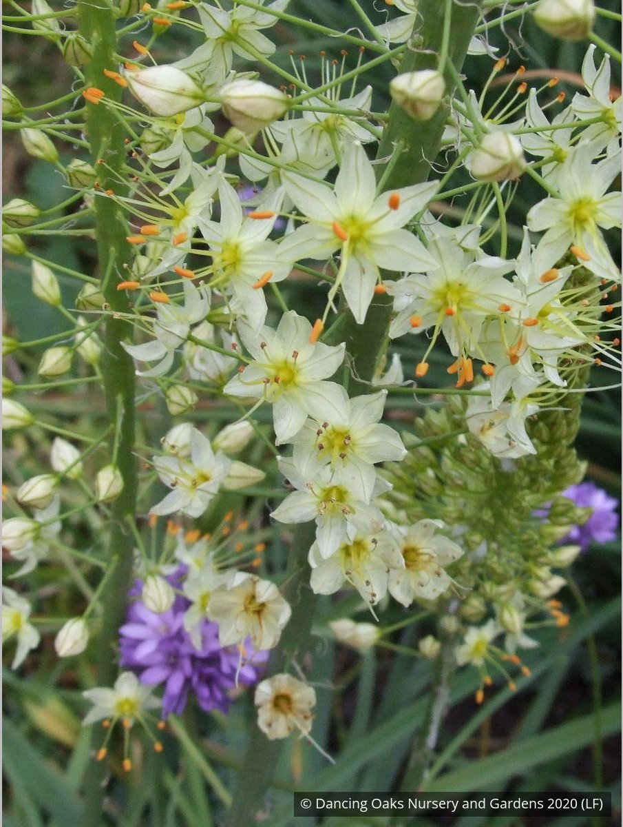 Bulbs & Tubers ~ Eremurus 'White Beauty', Foxtail Lily ~ Dancing Oaks Nursery and Gardens ~ Retail Nursery ~ Mail Order Nursery