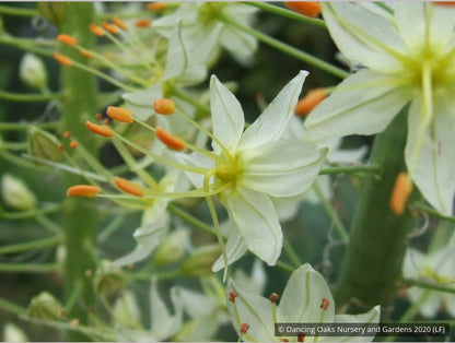 Bulbs & Tubers ~ Eremurus 'White Beauty', Foxtail Lily ~ Dancing Oaks Nursery and Gardens ~ Retail Nursery ~ Mail Order Nursery