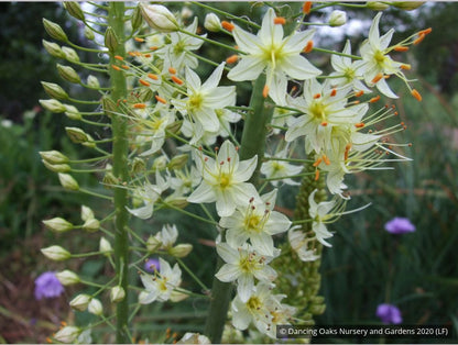 Bulbs & Tubers ~ Eremurus 'White Beauty', Foxtail Lily ~ Dancing Oaks Nursery and Gardens ~ Retail Nursery ~ Mail Order Nursery