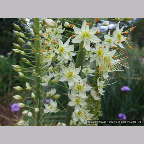 white lily beauty Eremurus Ruiter Hybrid 'White Beauty', Foxtail Lily – Dancing Oaks Nursery and Gardens