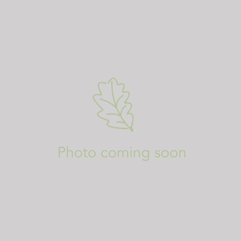 Perennials ~ Eriogonum heracleoides, Creamy Buckwheat, Parsley Desert Buckwheat ~ Dancing Oaks Nursery and Gardens ~ Retail Nursery ~ Mail Order Nursery