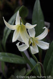 Bulbs & Tubers ~ Erythronium oregonum, Oregon Giant White Fawn Lily ~ Dancing Oaks Nursery and Gardens ~ Retail Nursery ~ Mail Order Nursery