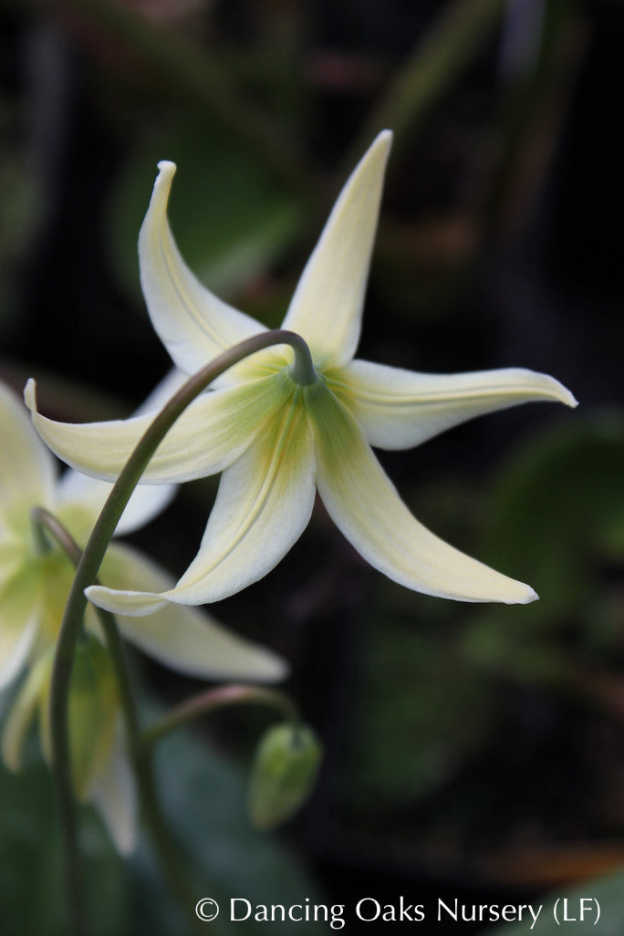 Bulbs & Tubers ~ Erythronium oregonum, Oregon Giant White Fawn Lily ~ Dancing Oaks Nursery and Gardens ~ Retail Nursery ~ Mail Order Nursery