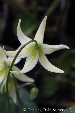 lily flower festival oregon Erythronium oregonum, Oregon Giant White Fawn Lily – Dancing Oaks Nursery and Gardens