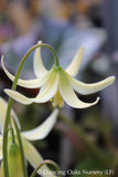 Bulbs & Tubers ~ Erythronium oregonum, Oregon Giant White Fawn Lily ~ Dancing Oaks Nursery and Gardens ~ Retail Nursery ~ Mail Order Nursery
