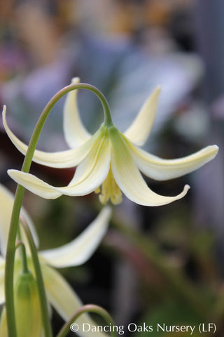 giant white fawn lily Erythronium oregonum, Oregon Giant White Fawn Lily – Dancing Oaks Nursery and Gardens