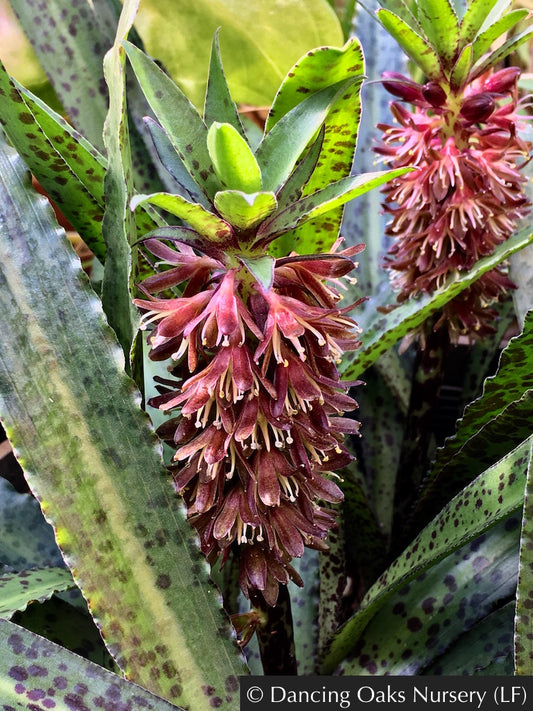Bulbs & Tubers ~ Eucomis Van der Merwei, Pineapple Lily/Spotted Leaf Eucomis ~ Dancing Oaks Nursery and Gardens ~ Retail Nursery ~ Mail Order Nursery